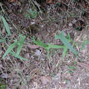 Image of Dioscorea auriculata Poepp.