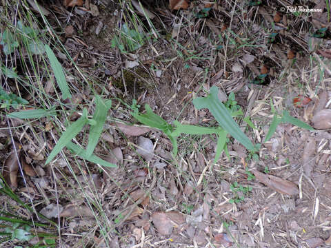 Dioscorea auriculata Poepp.的圖片