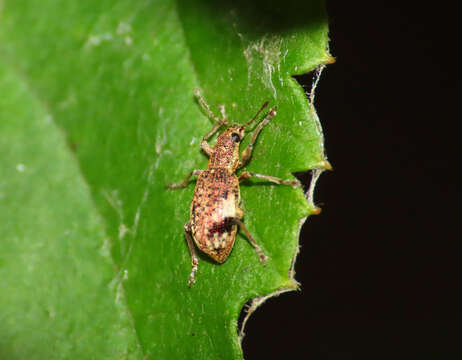 Image of Polydrusus (Polydrusus) sparsus Gyllenhal 1834