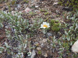 Image of eightpetal mountain-avens