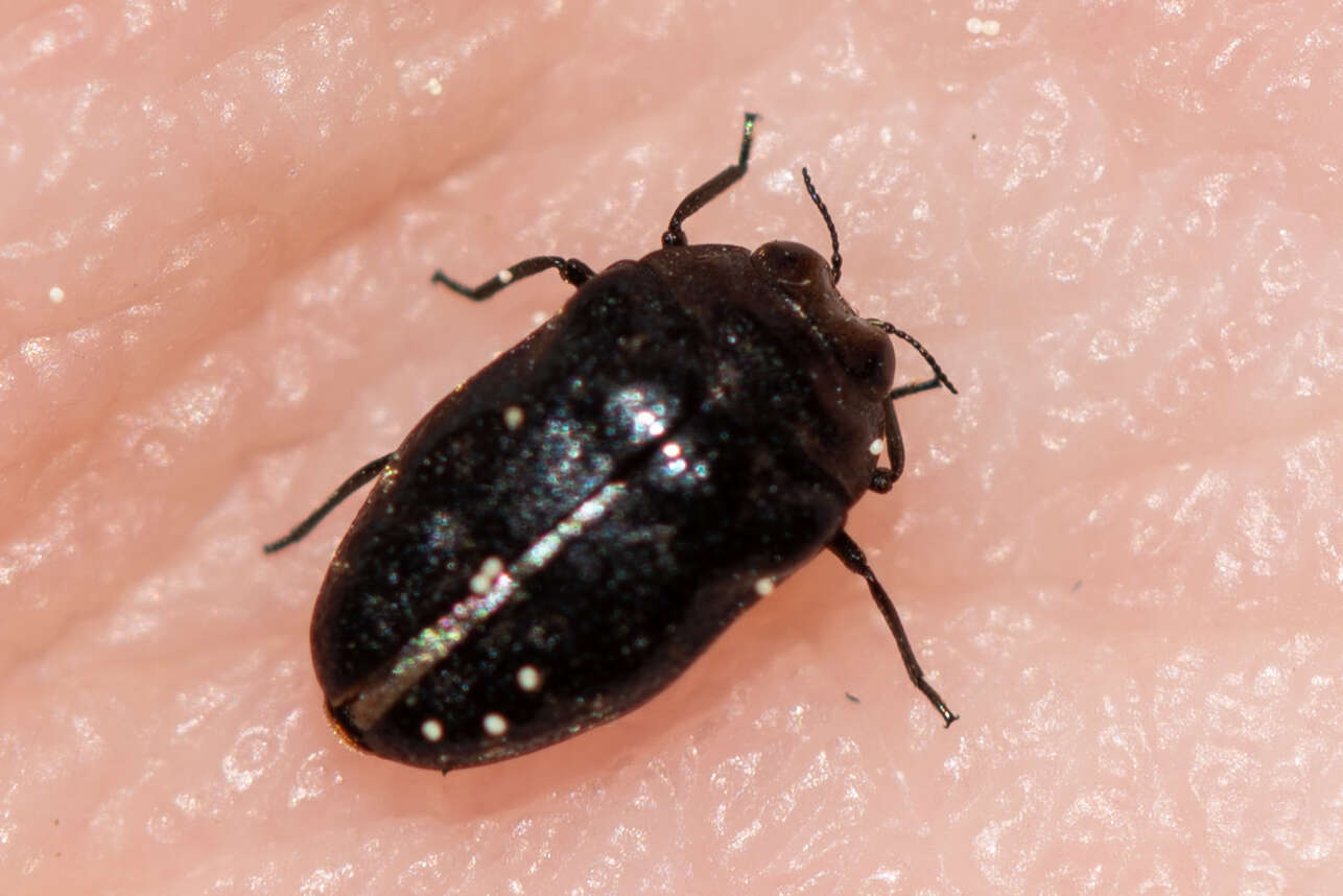 Image of Metallic wood-boring beetle