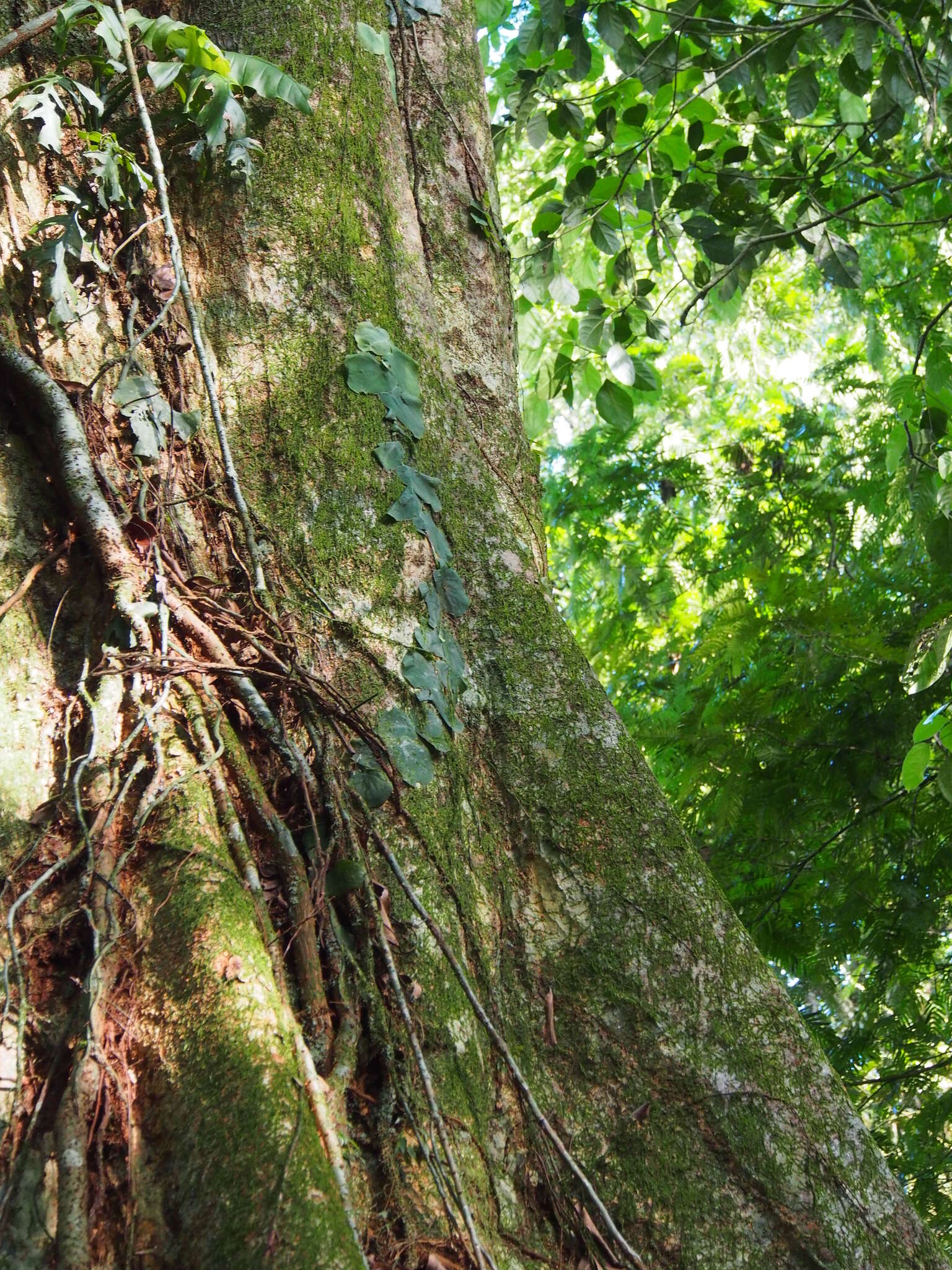 Image de Terminalia oblonga (Ruiz & Pav.) Steud.