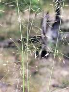 Image of Australian lovegrass