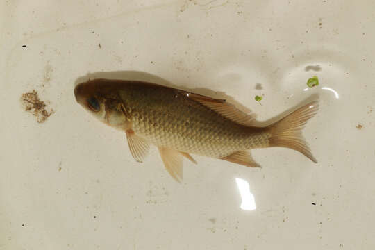 Image of Gibel carp