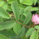 Image of Rosa marginata Wallr.