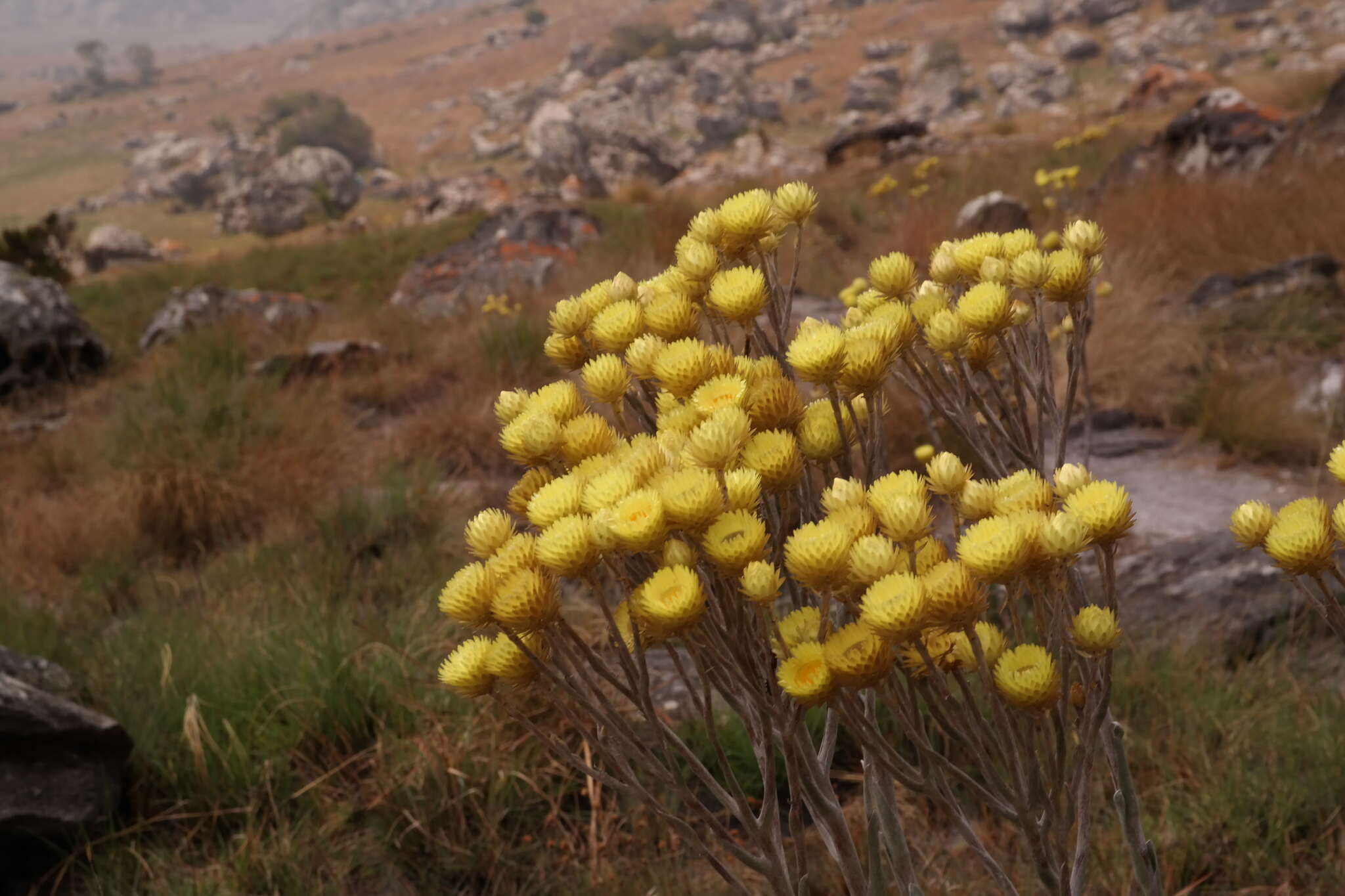 Imagem de Helichrysum nitens Oliv. & Hiern