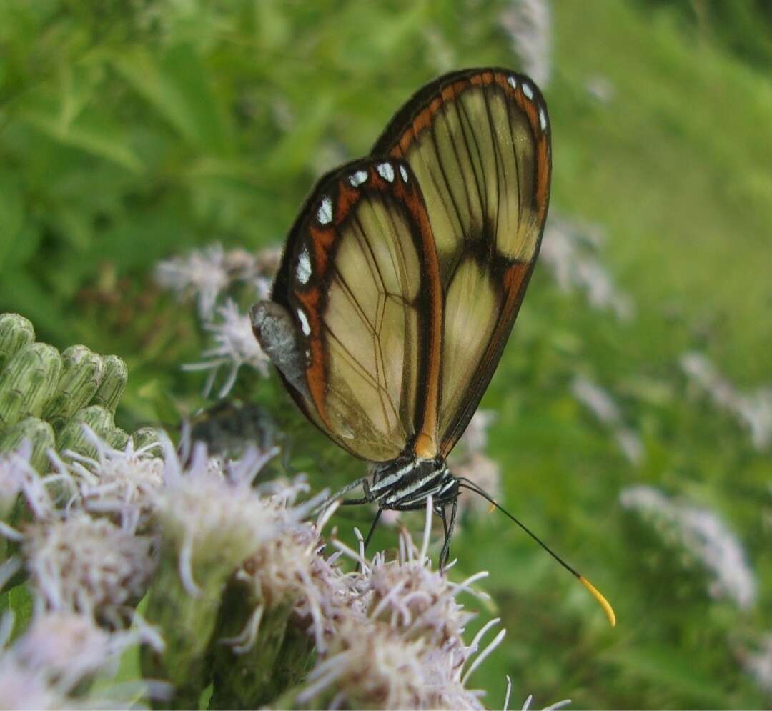 Imagem de <i>Pteronymia ozia tanampaya</i>