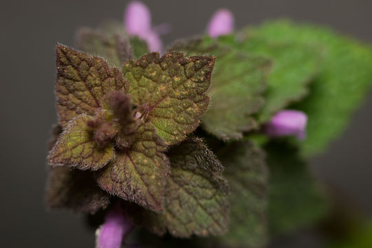 Image of purple archangel