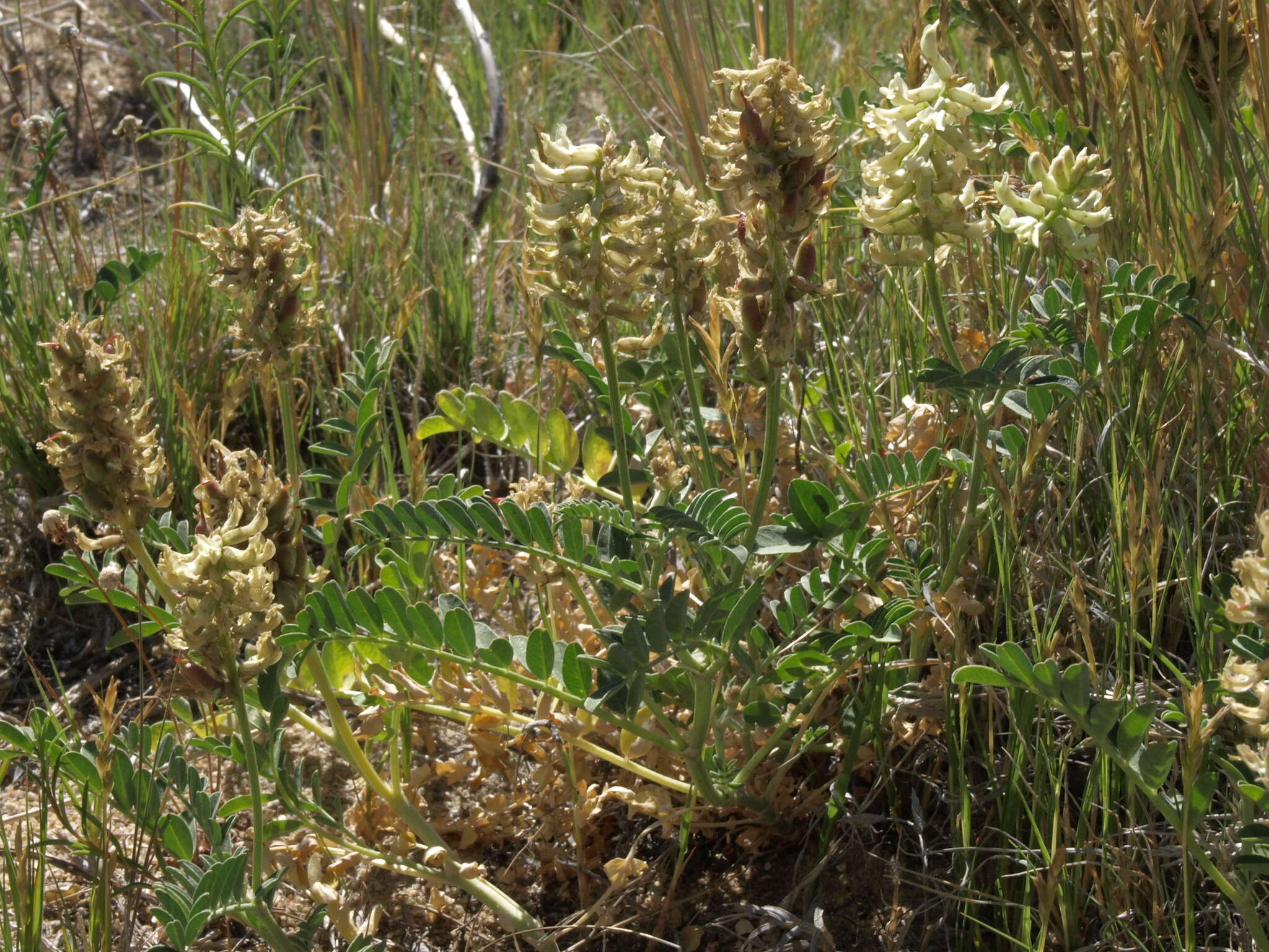 Astragalus canadensis var. brevidens (Gandog.) Barneby的圖片