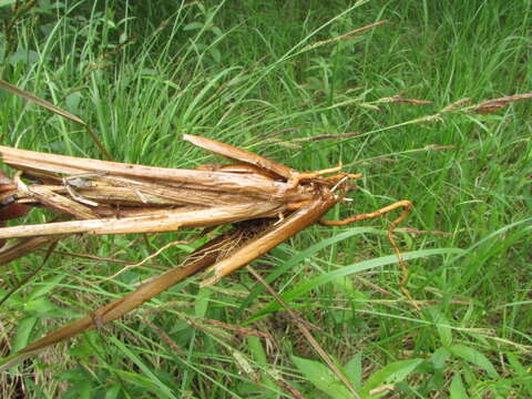 Image of Carex elata subsp. omskiana (Meinsh.) Jalas