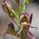 Image of Himantoglossum × samariense C. Alibertis & A. Alibertis