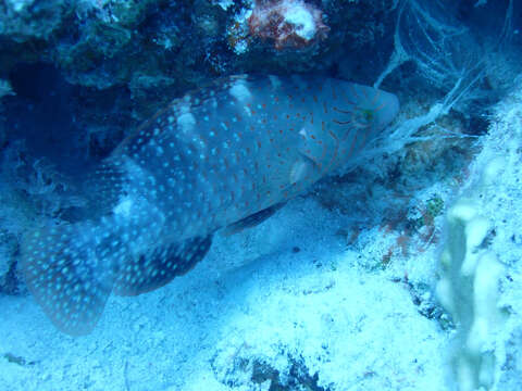 Image of Abudjubbe’s splendor wrasse