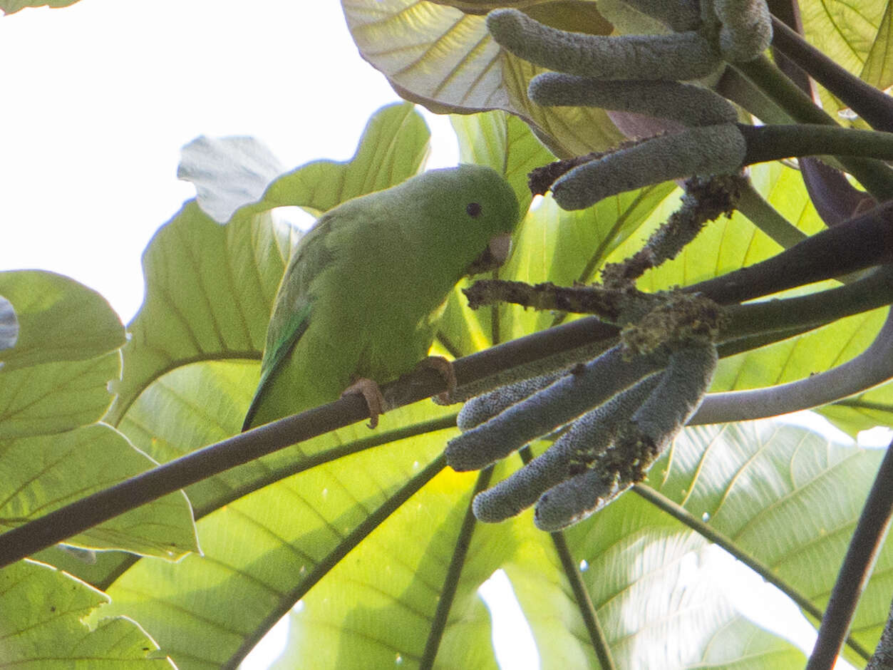 Image of Green-rumped Parrotlet