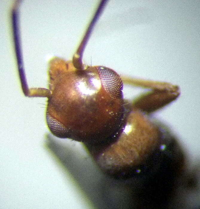 Systellonotus resmi