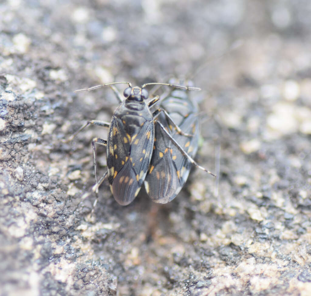 Chiloxanthinae Cobben 1959的圖片