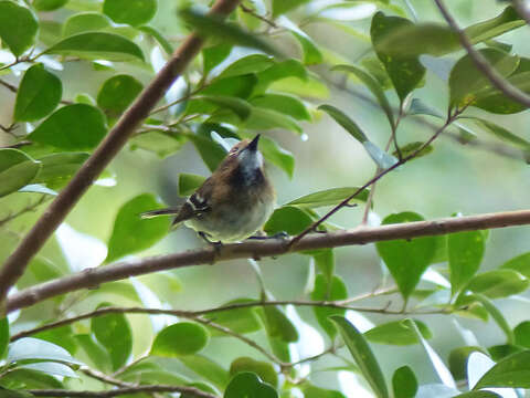 Image of Oahu Elepaio