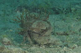 Image of Linnaeus's sponge crab