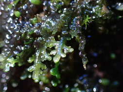 صورة Riccardia chamedryfolia (With.) Grolle