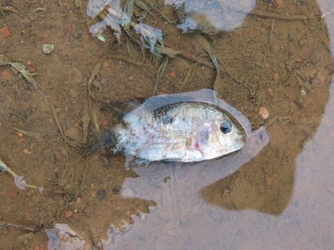 Image of Cichlasoma amazonarum Kullander 1983