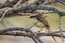 Image of Prinia flavicans flavicans (Vieillot 1821)