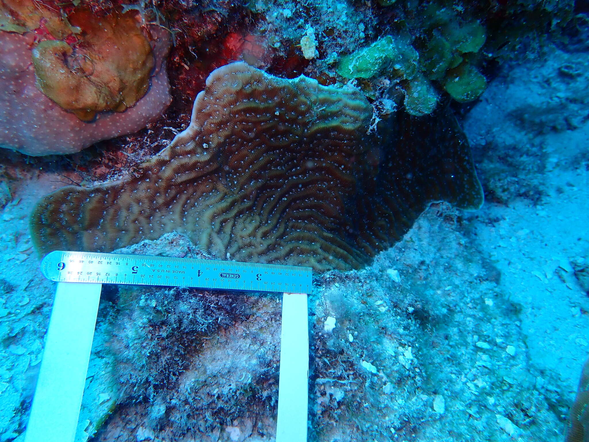 Image of Lamarck´s sheet coral