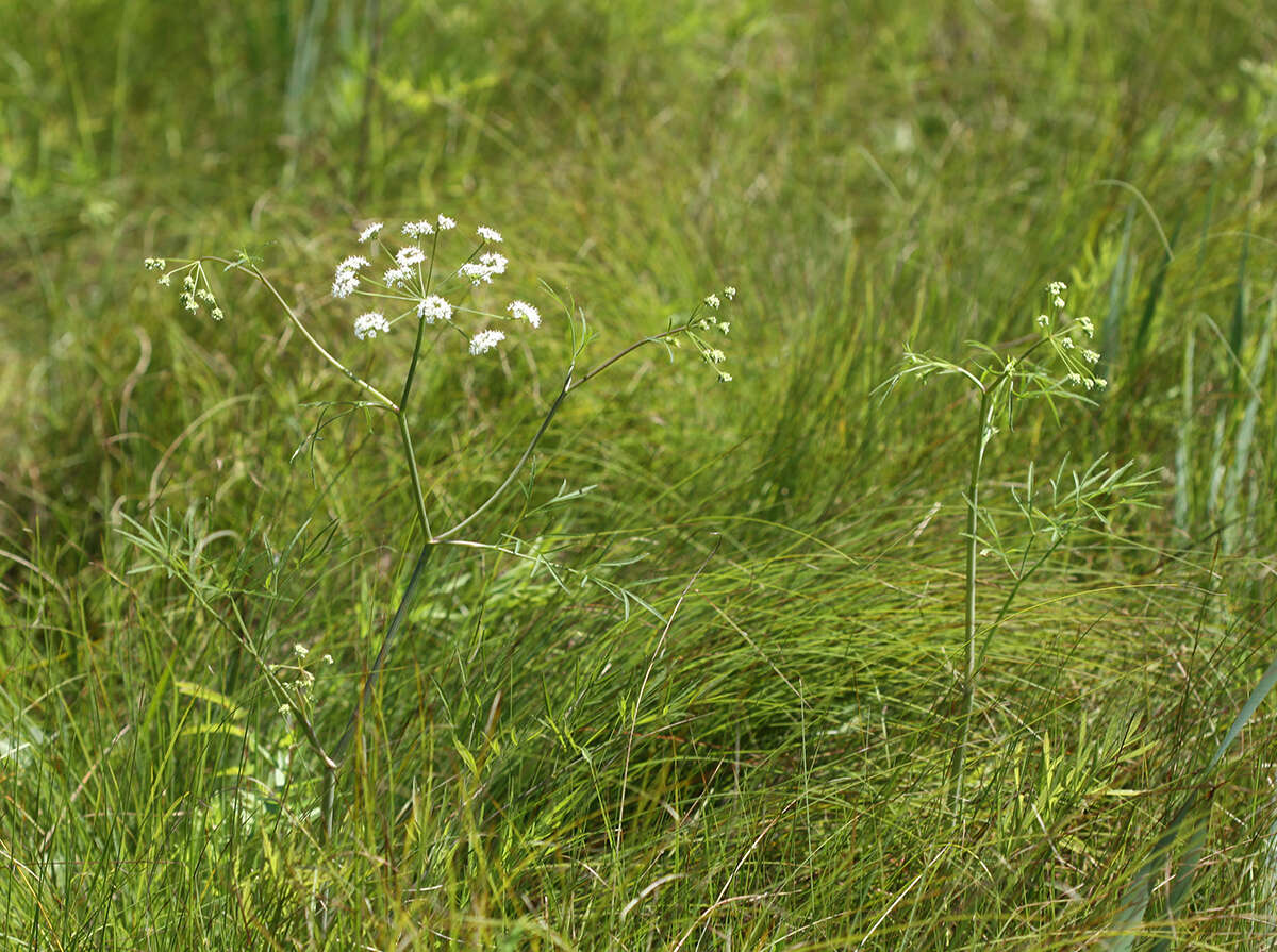 Image of European Waterhemlock