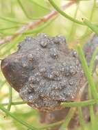 Image of Hakea nodosa R. Br.