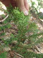 Image of Canada yew