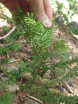 Image of Canada yew