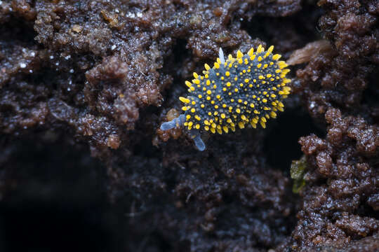 Image de Holacanthella paucispinosa (Salmon & JT 1941)