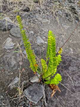 Image of Nephrolepis abrupta (Bory) Mett.