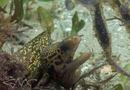 Image of Australian moray