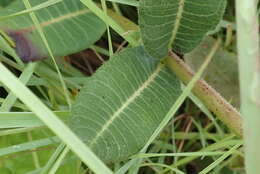 Image of Asclepias macropus (Schltr.) Schltr.