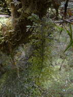 Image of Hymenophyllum sanguinolentum (G. Forst.) Sw.