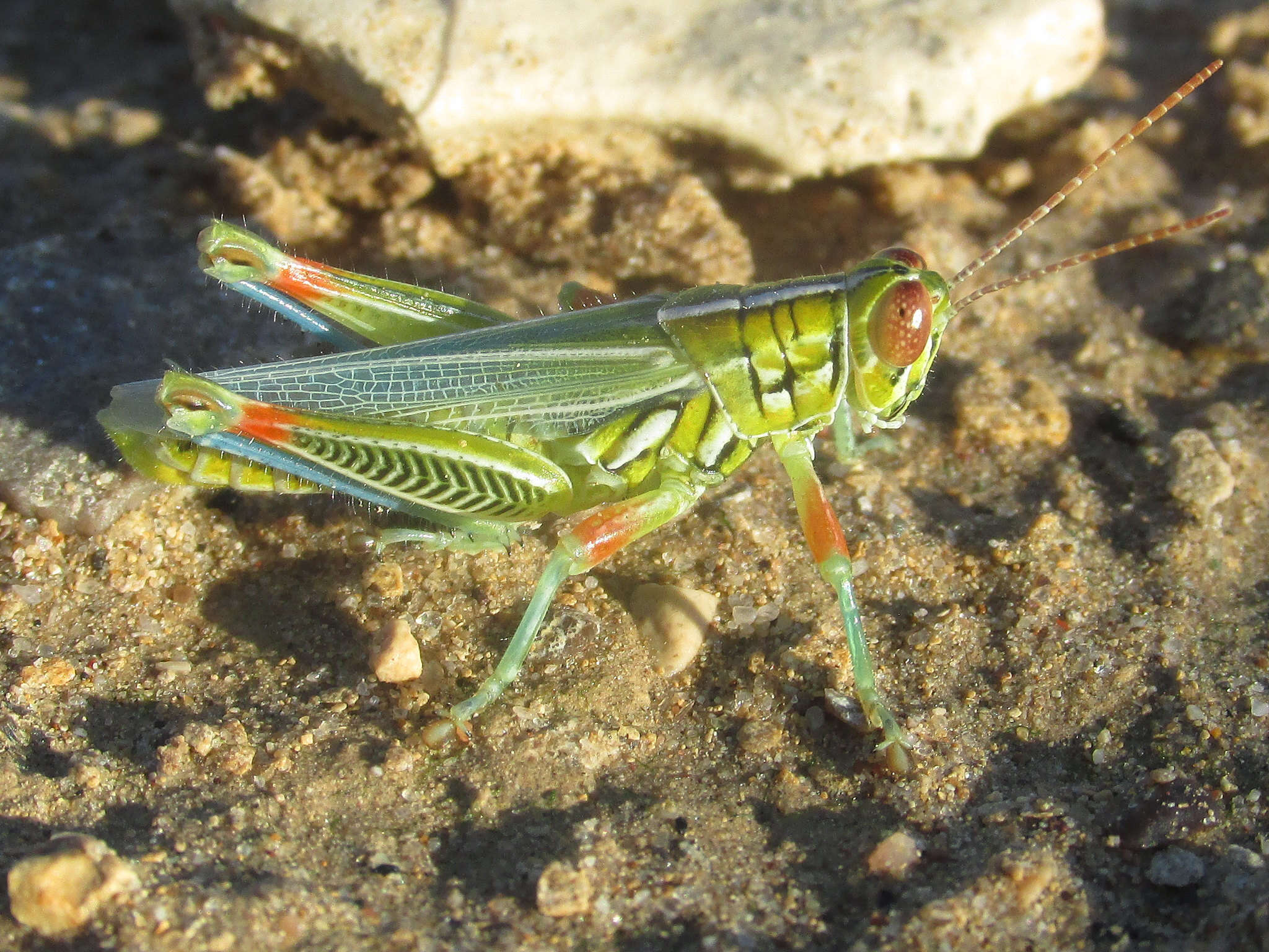 Image of Hesperotettix viridis viridis (Thomas & C. 1872)