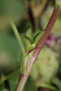 Image of Trifolium isthmocarpum Brot.