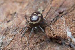 Image of False black widow