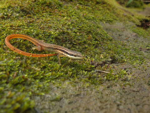 Image of White-Striped Eyed Lizard)