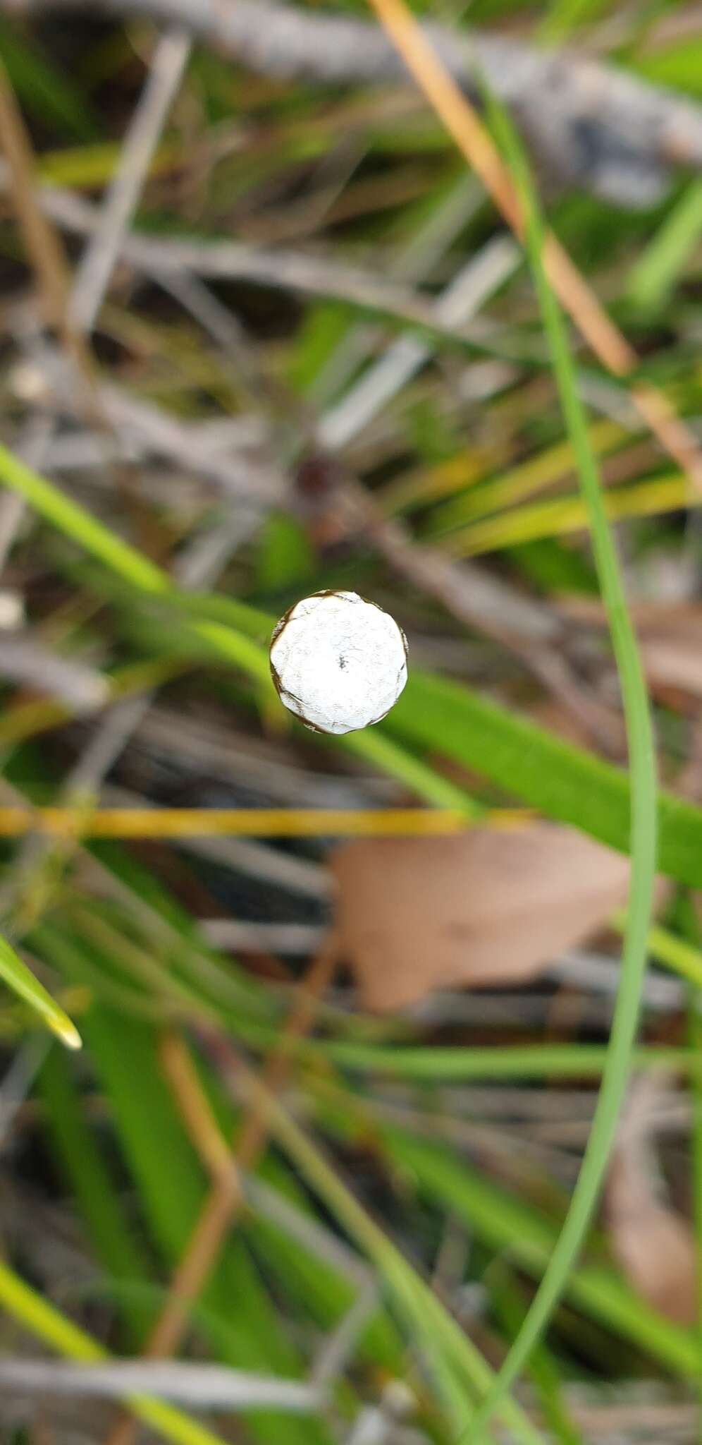 Image de Eriocaulon australe R. Br.