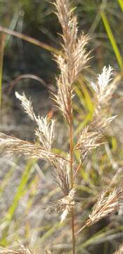 Image of Triraphis andropogonoides (Steud.) E. Phillips