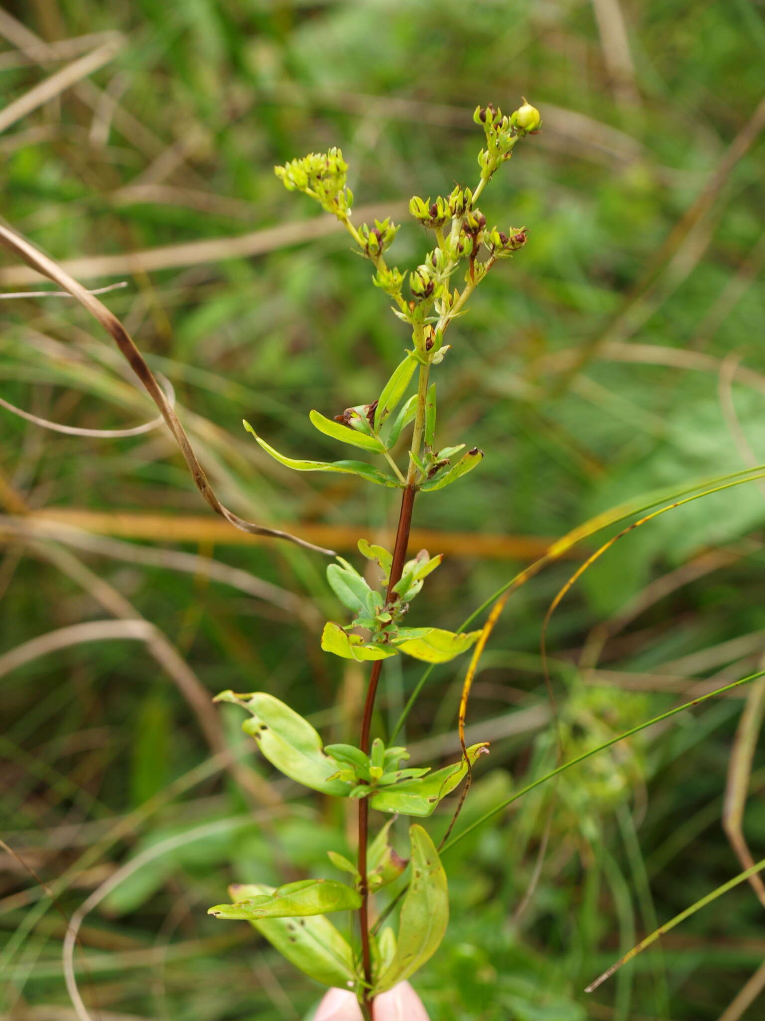 Image of Round-Seed St. John's-Wort