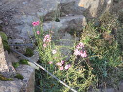 Image of Diascia integerrima E. Mey. ex Benth.