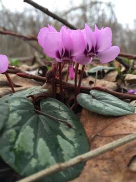 Image of Cyclamen coum subsp. caucasicum (C. Koch) O. Schwarz