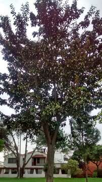 Ficus tequendamae Dugand的圖片