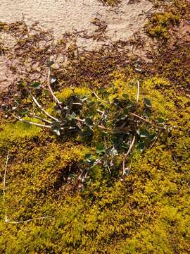 Image of yellow marsh marigold