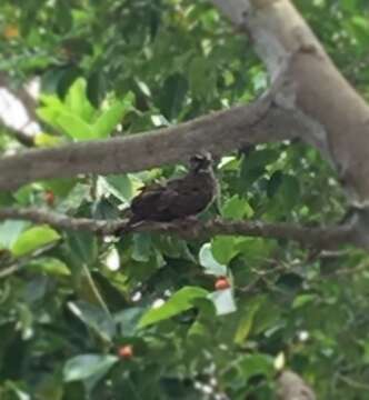 Image of Ruddy Ground Dove