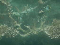 Image of Somali Butterflyfish