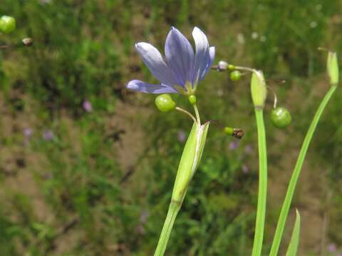 Sisyrinchium langloisii Greene的圖片