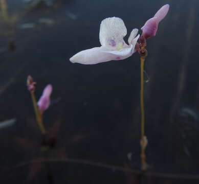 Utricularia benjaminiana Oliv.的圖片