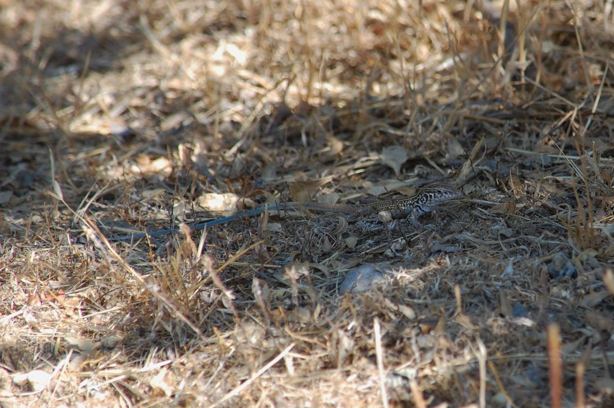 Image of Aspidoscelis tigris mundus